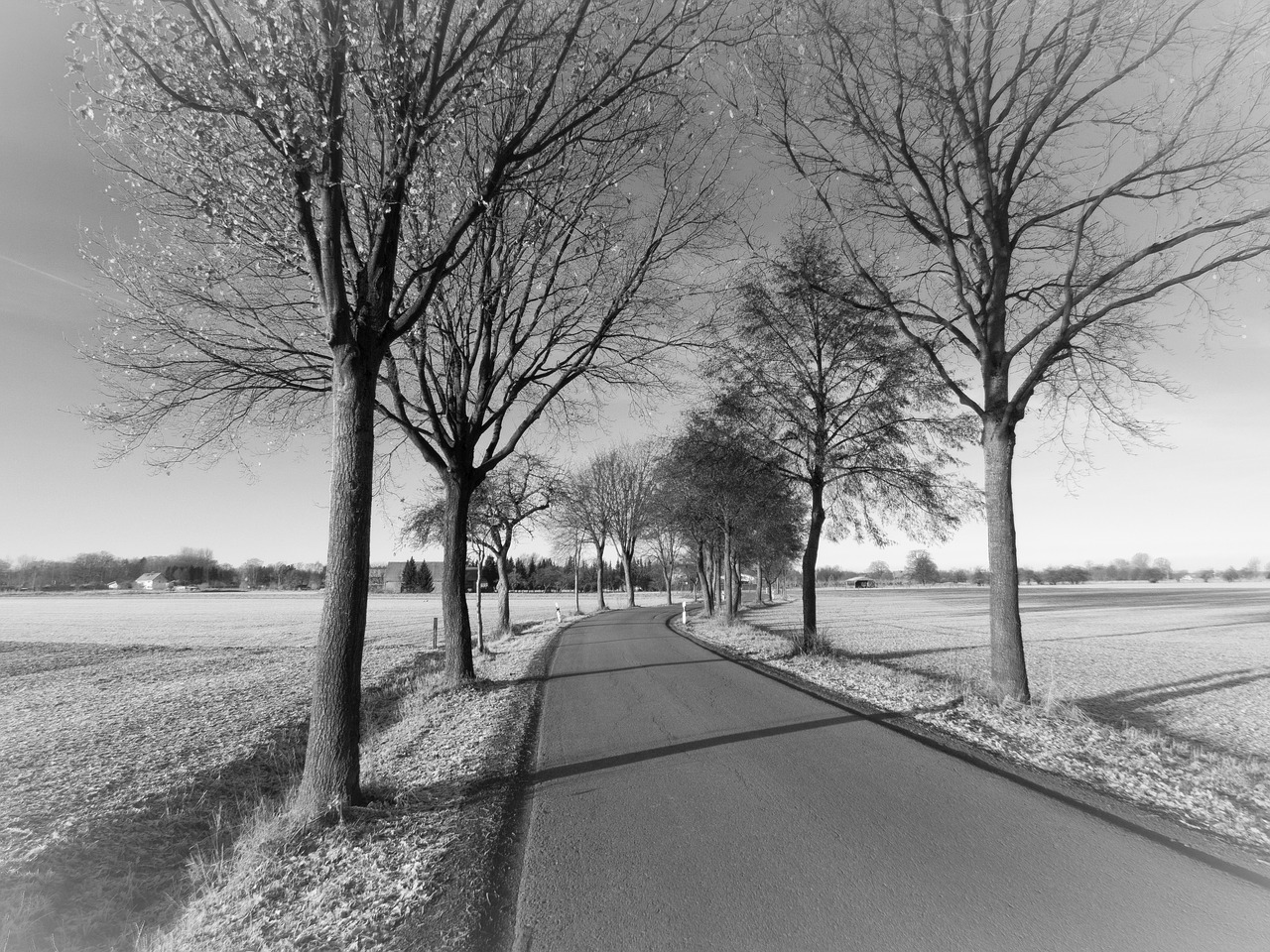 road trees rural free photo