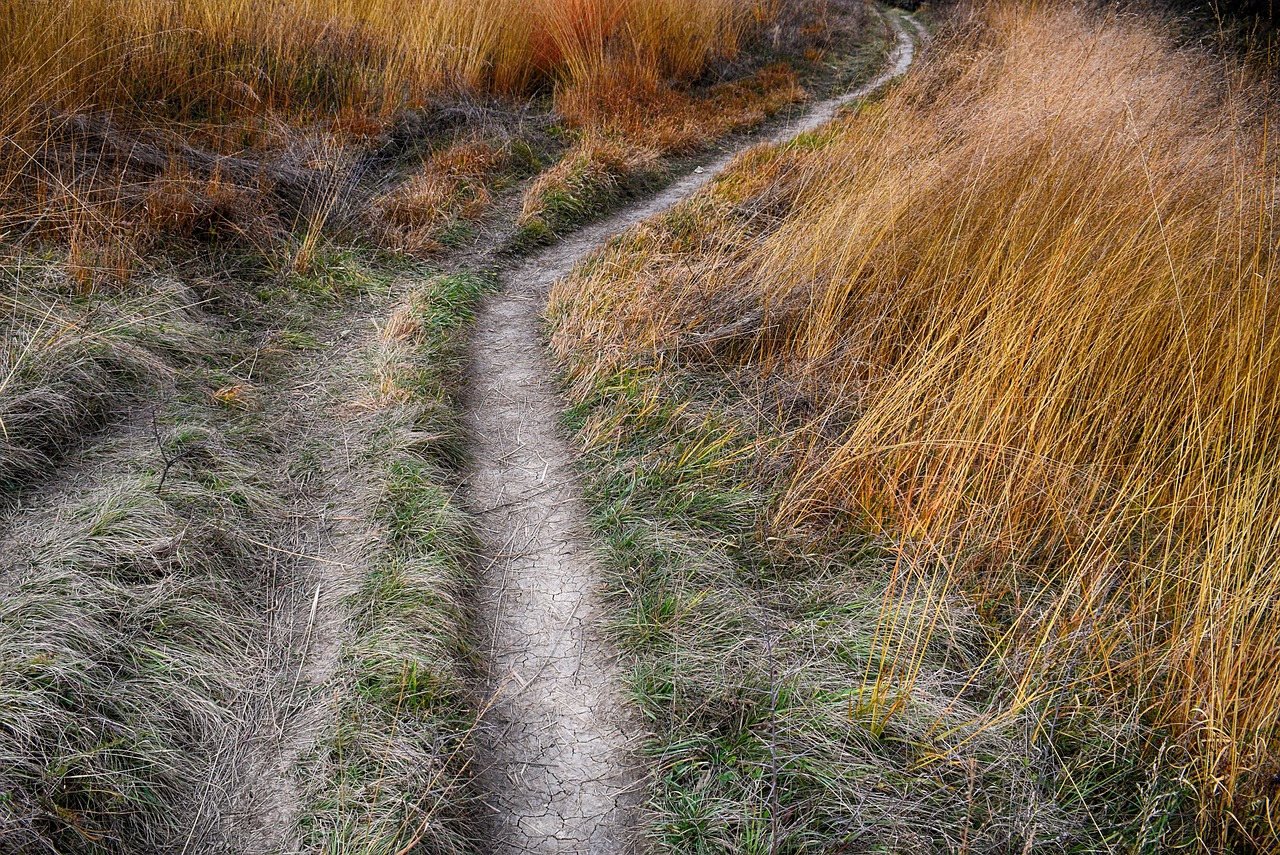 road nature outdoor free photo