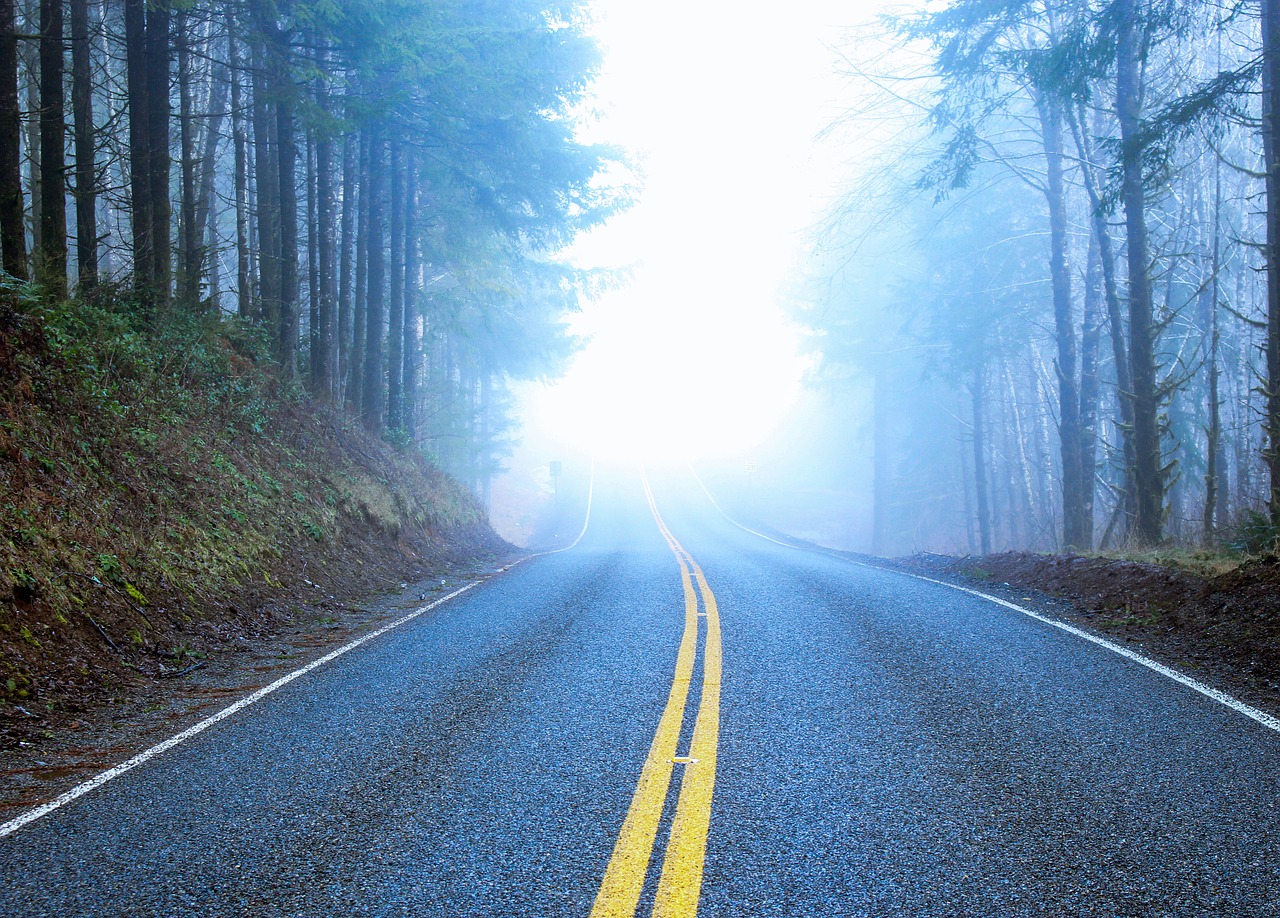 road foggy forest free photo