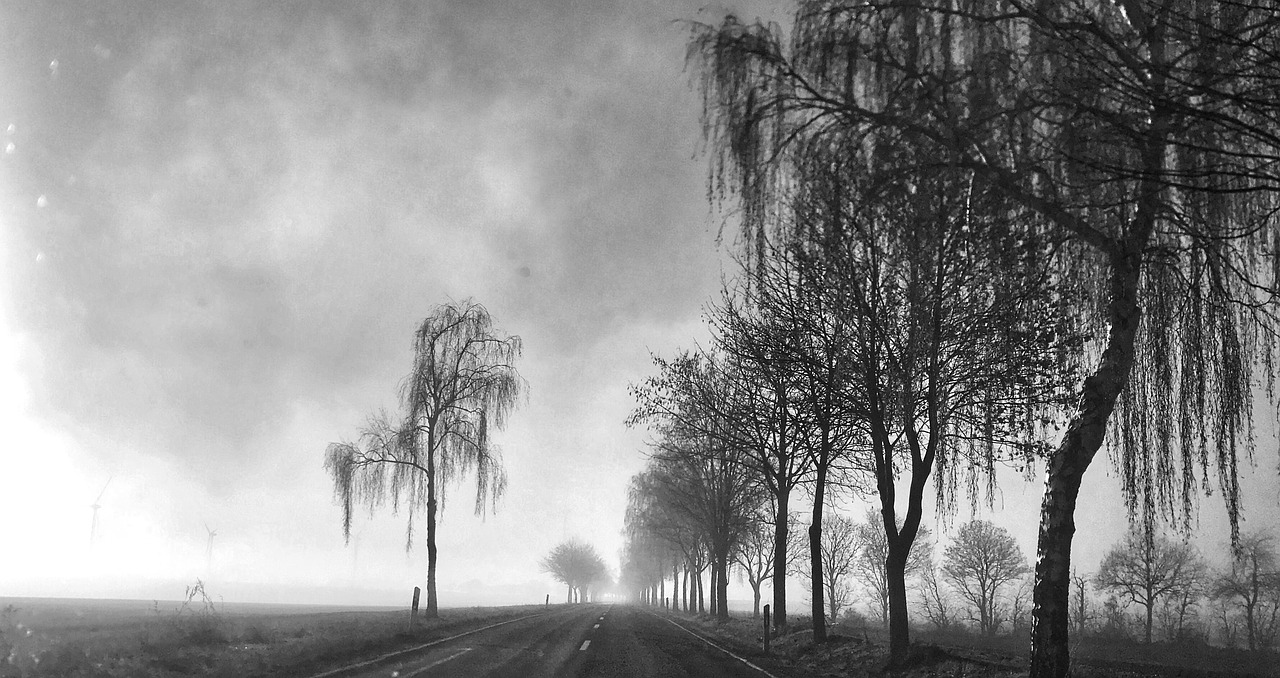 road gloomy trees free photo