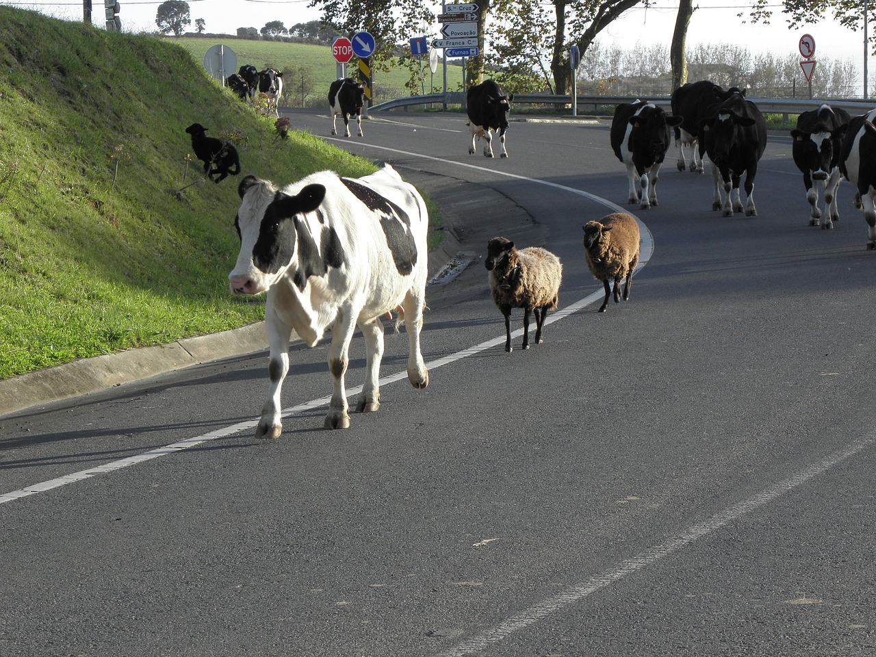 road cattle cows free photo