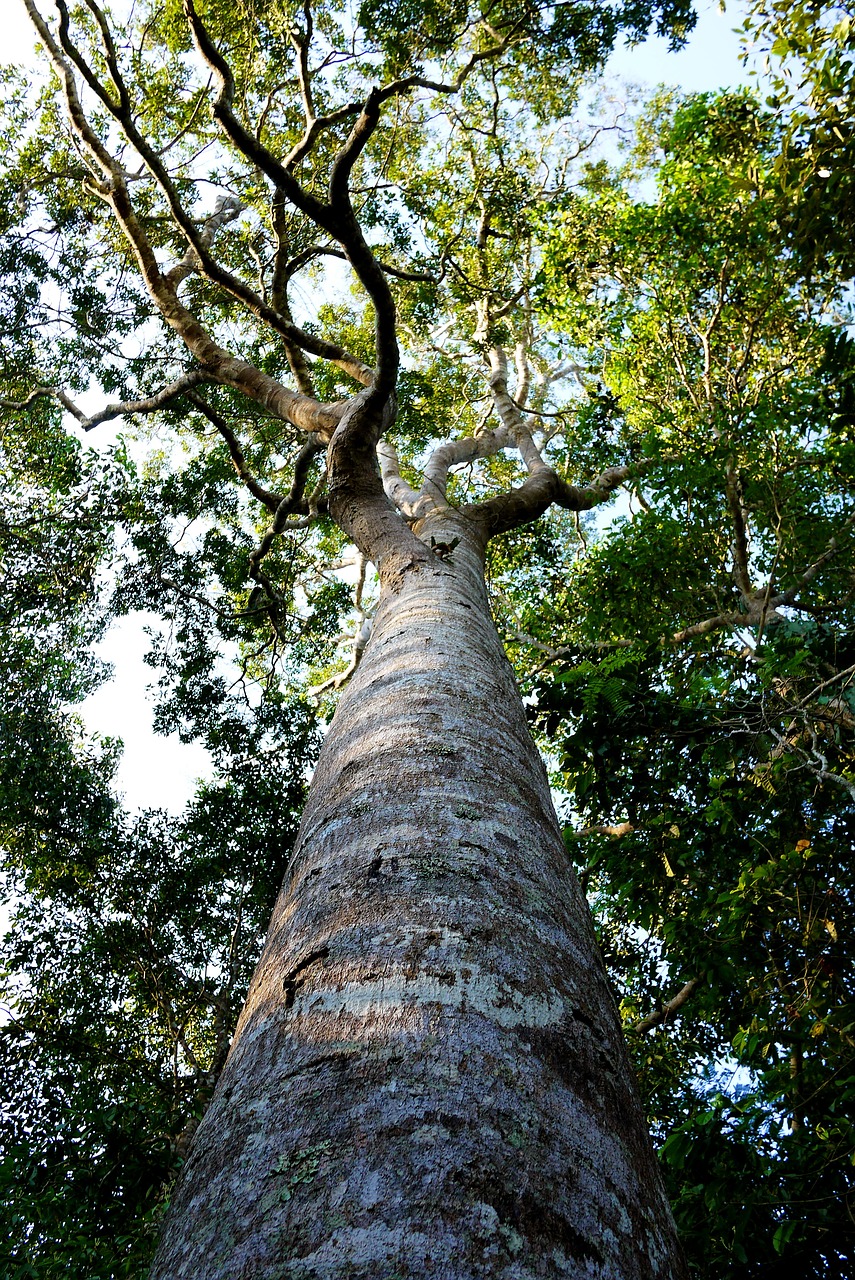 road forest thailand free photo