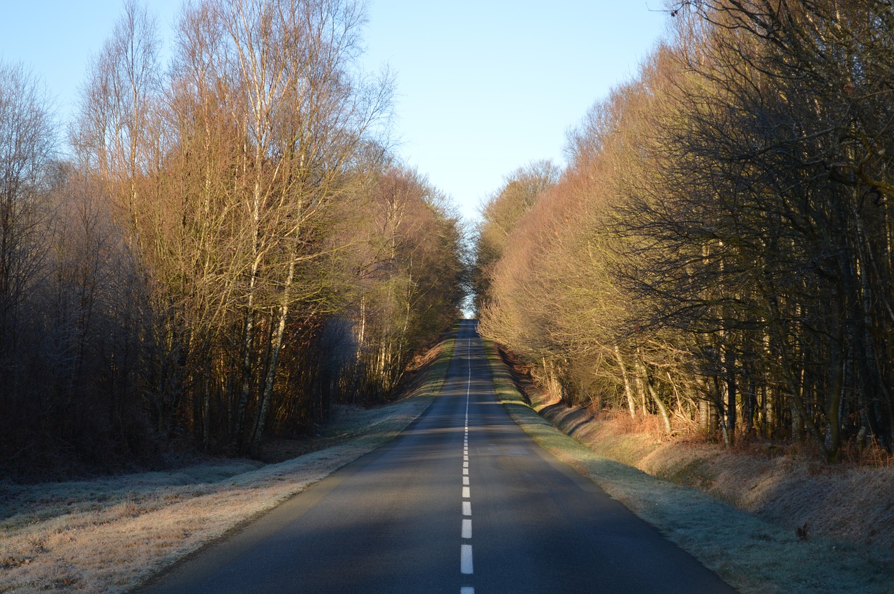 road forest wood free photo