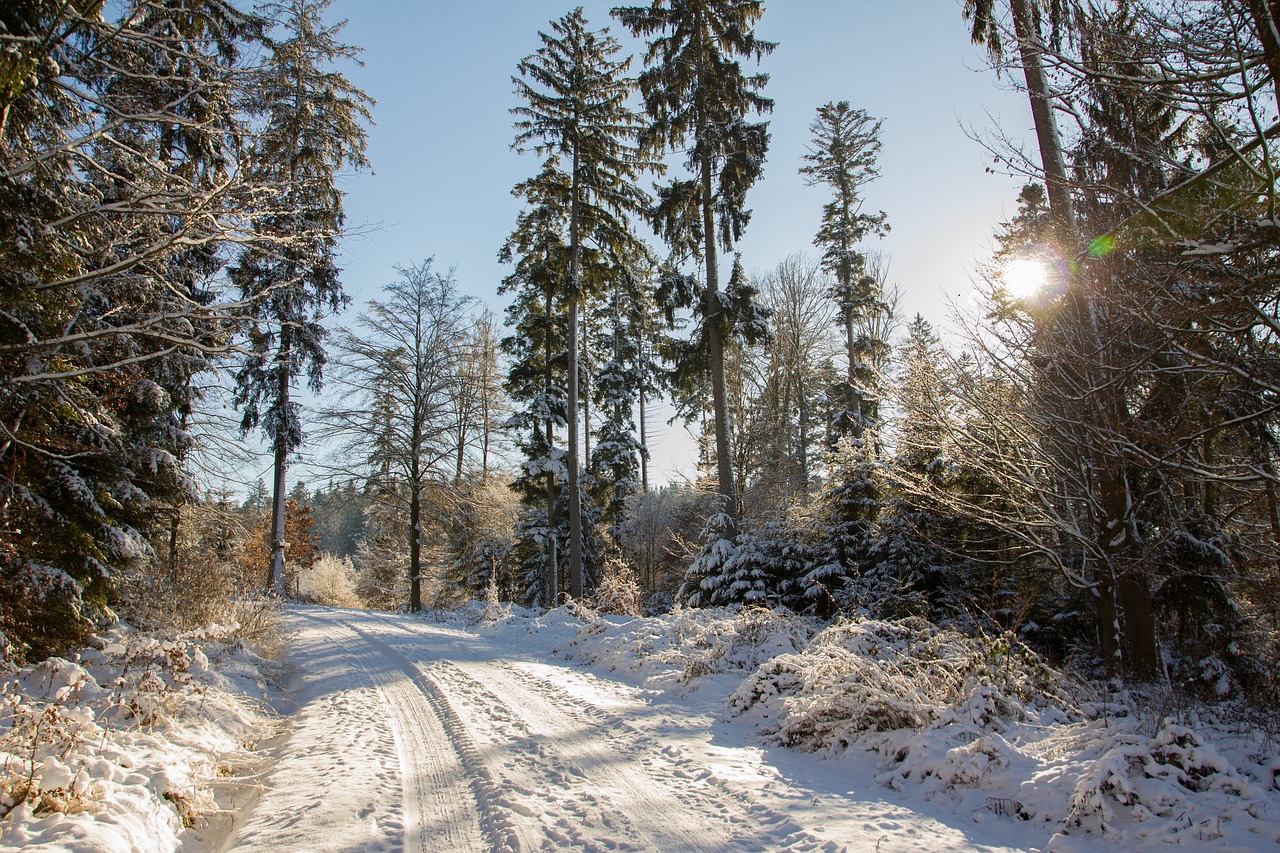 road snow forest free photo