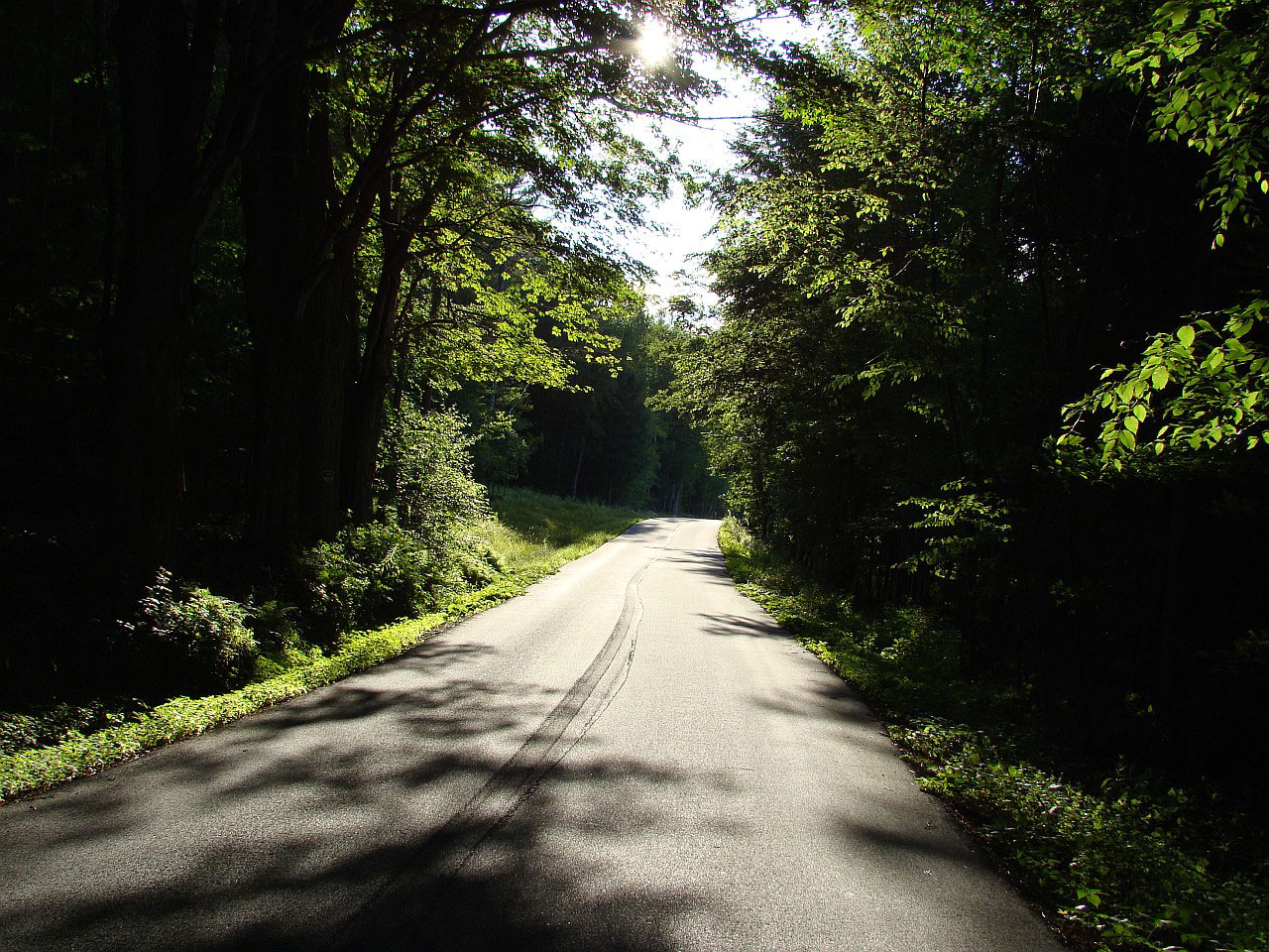 road forest woods free photo