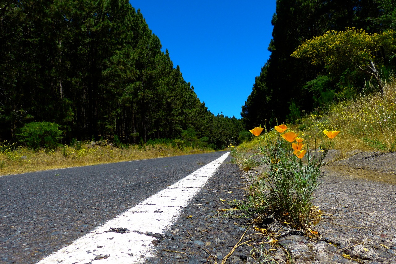 road forest tree lined avenue free photo