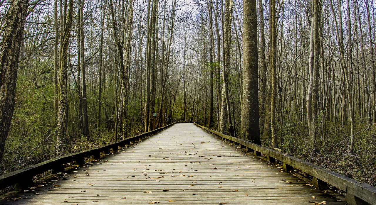 road forest wood free photo