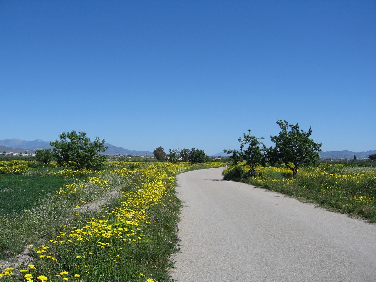 road field the road free photo