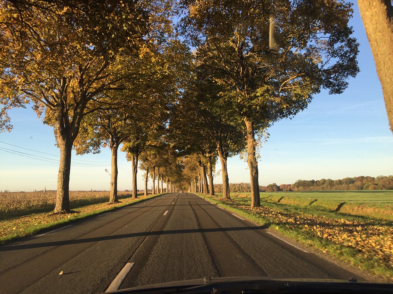 road path tree free photo