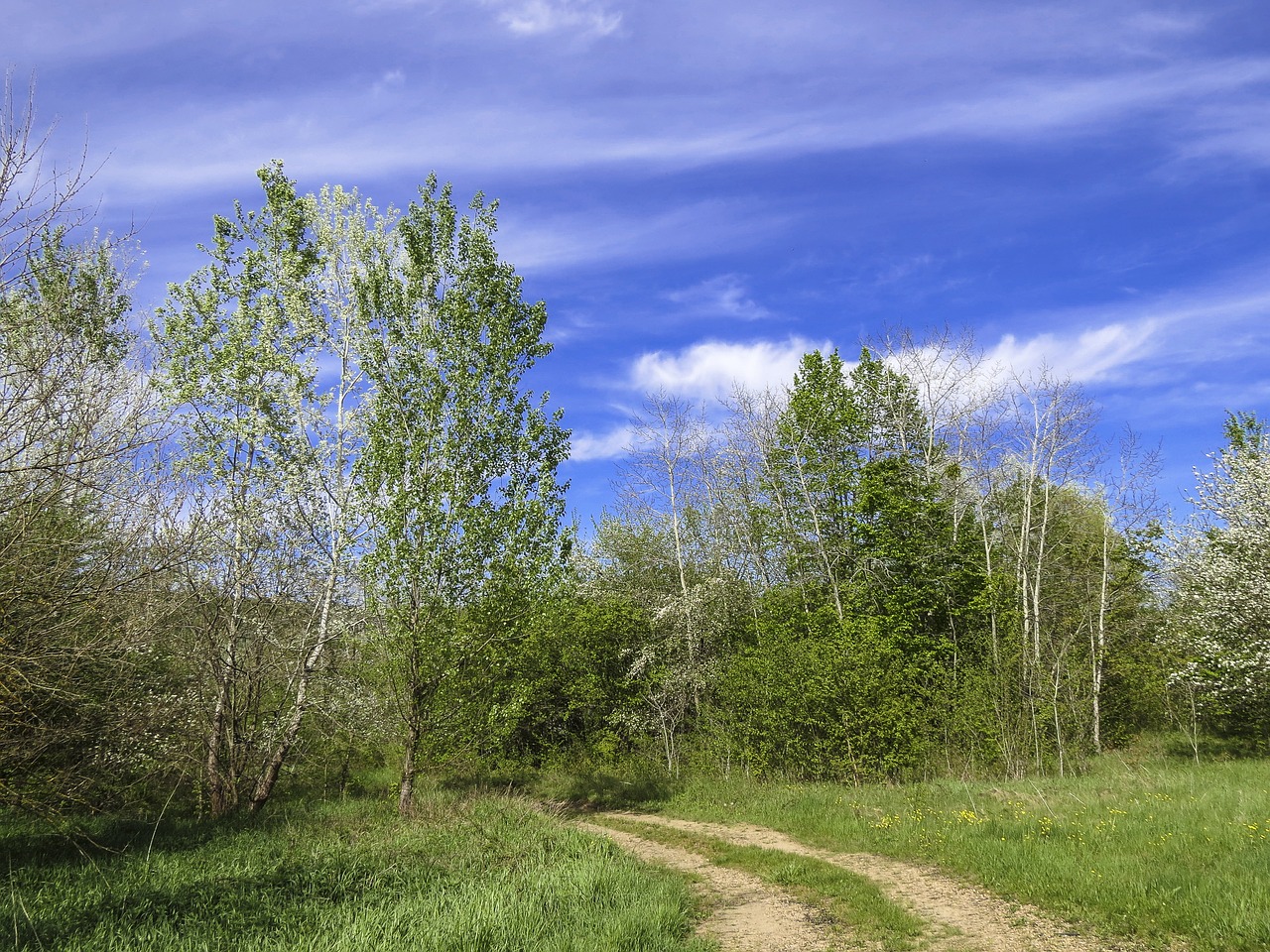 road forest summer free photo