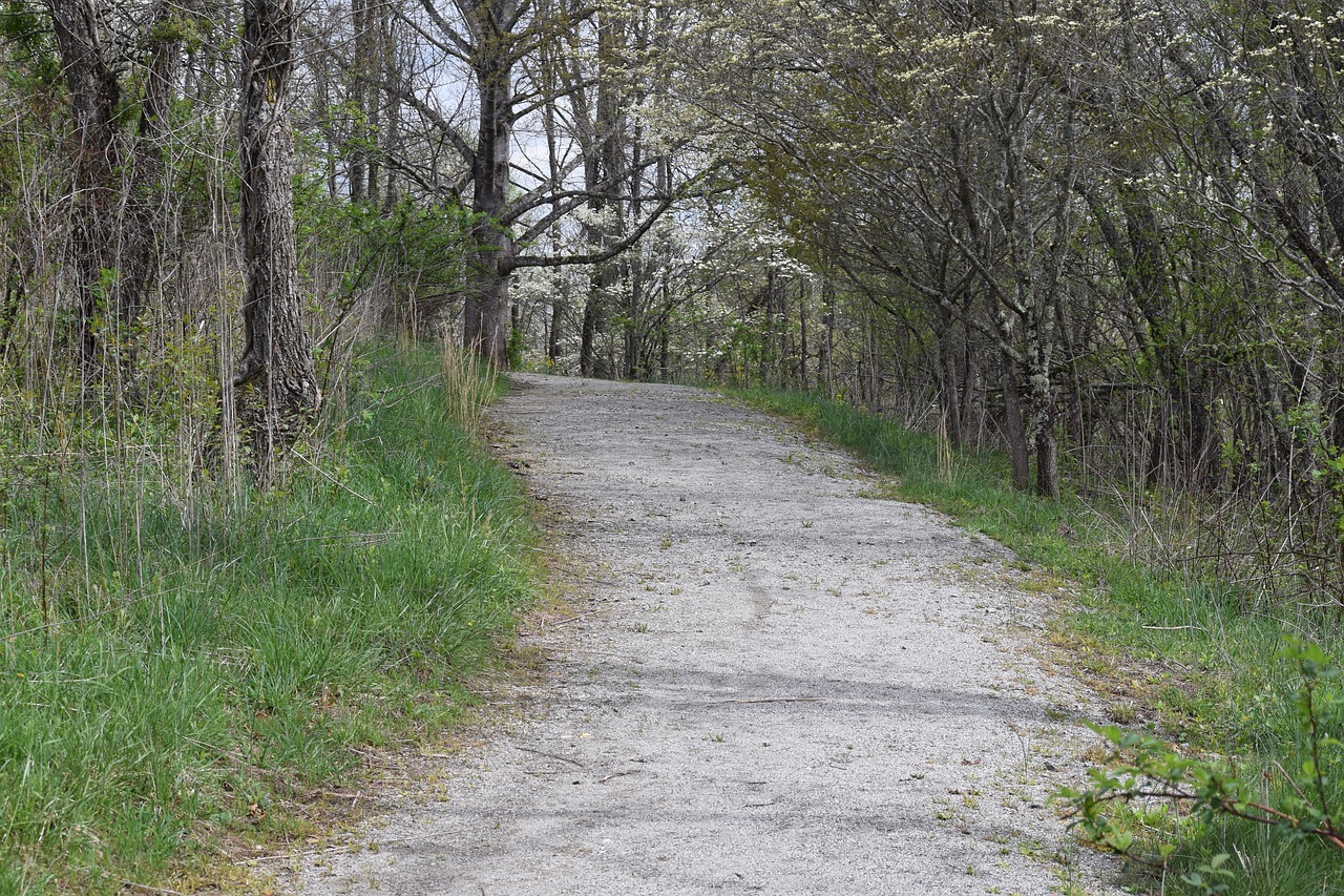 road path woods free photo