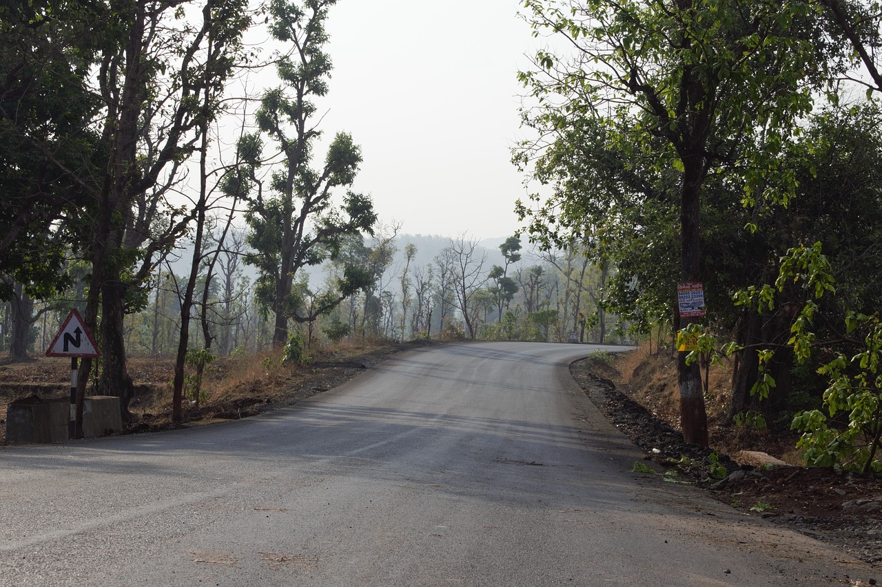 road nature tree free photo