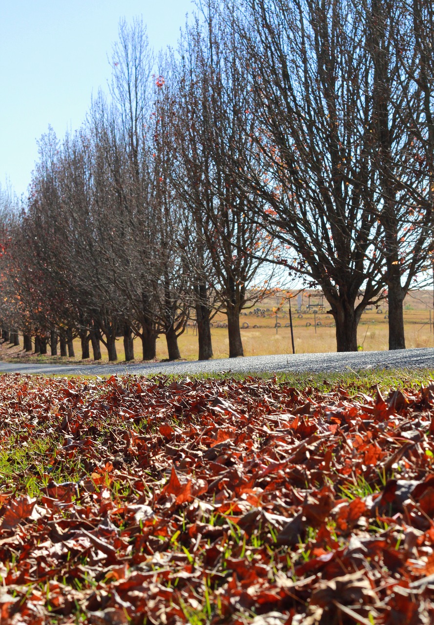 road autumn leaves dead trees free photo