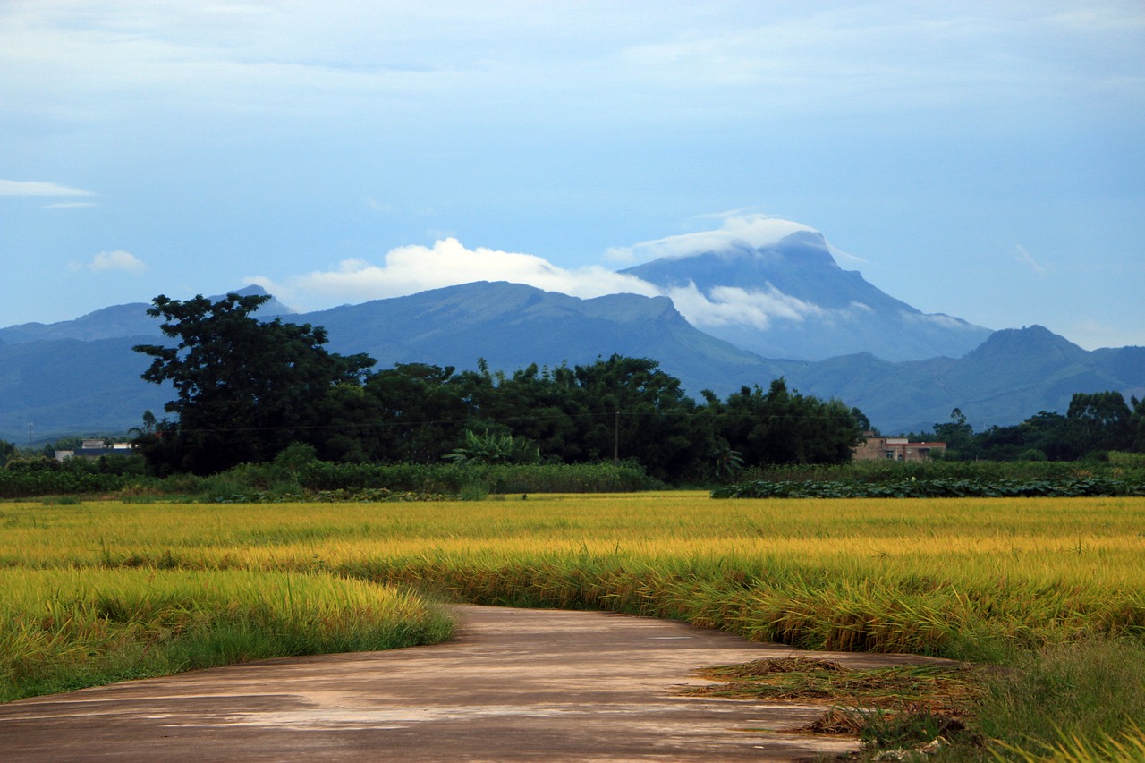 road in rice field mountain free photo