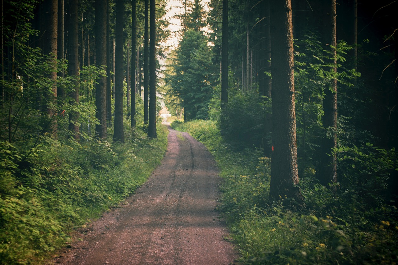 road path green free photo