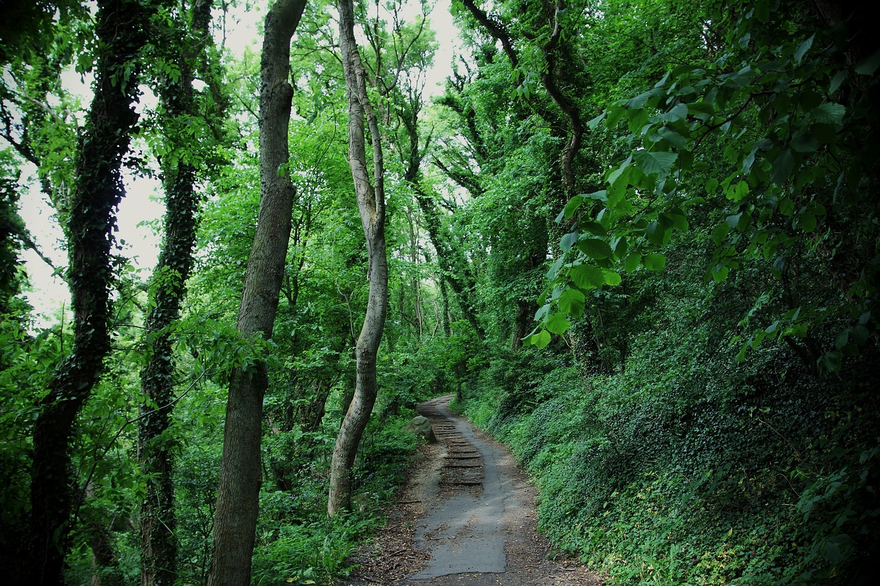 road path grass free photo