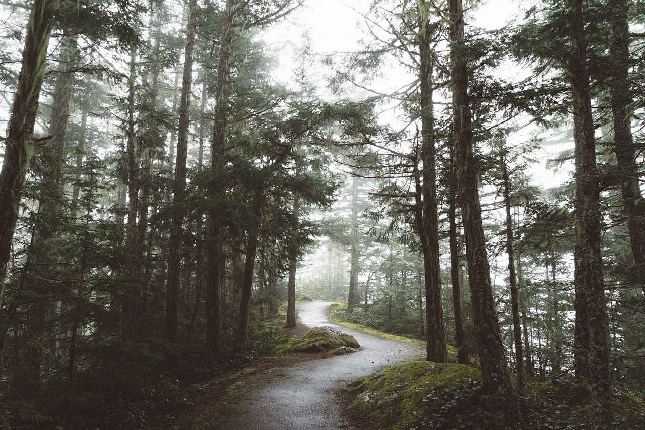 road path grass free photo