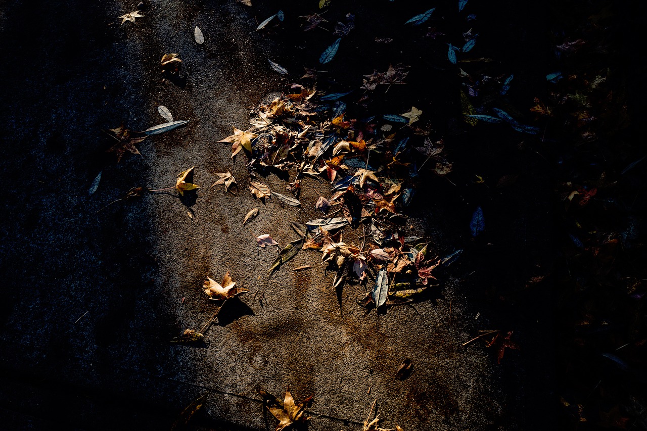 road fall leaves free photo