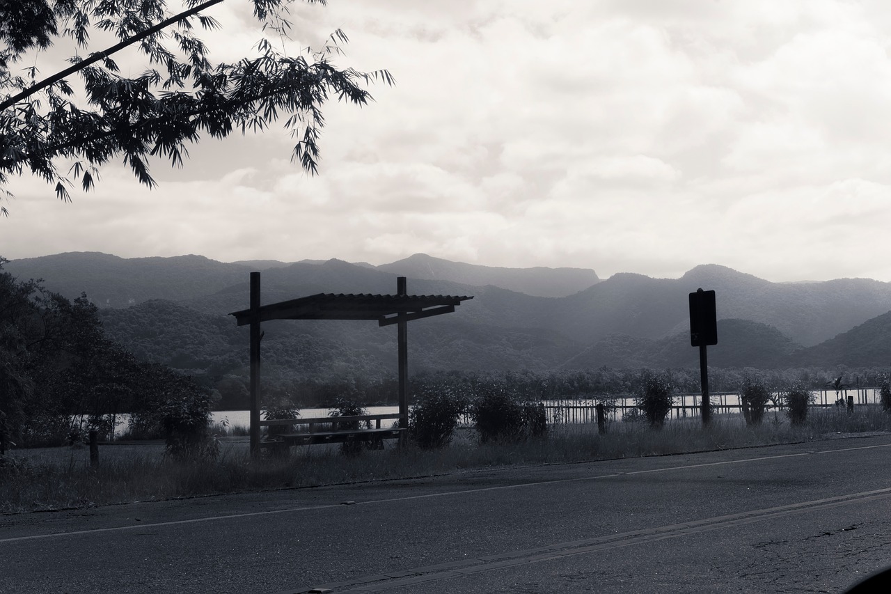 road grass trees free photo