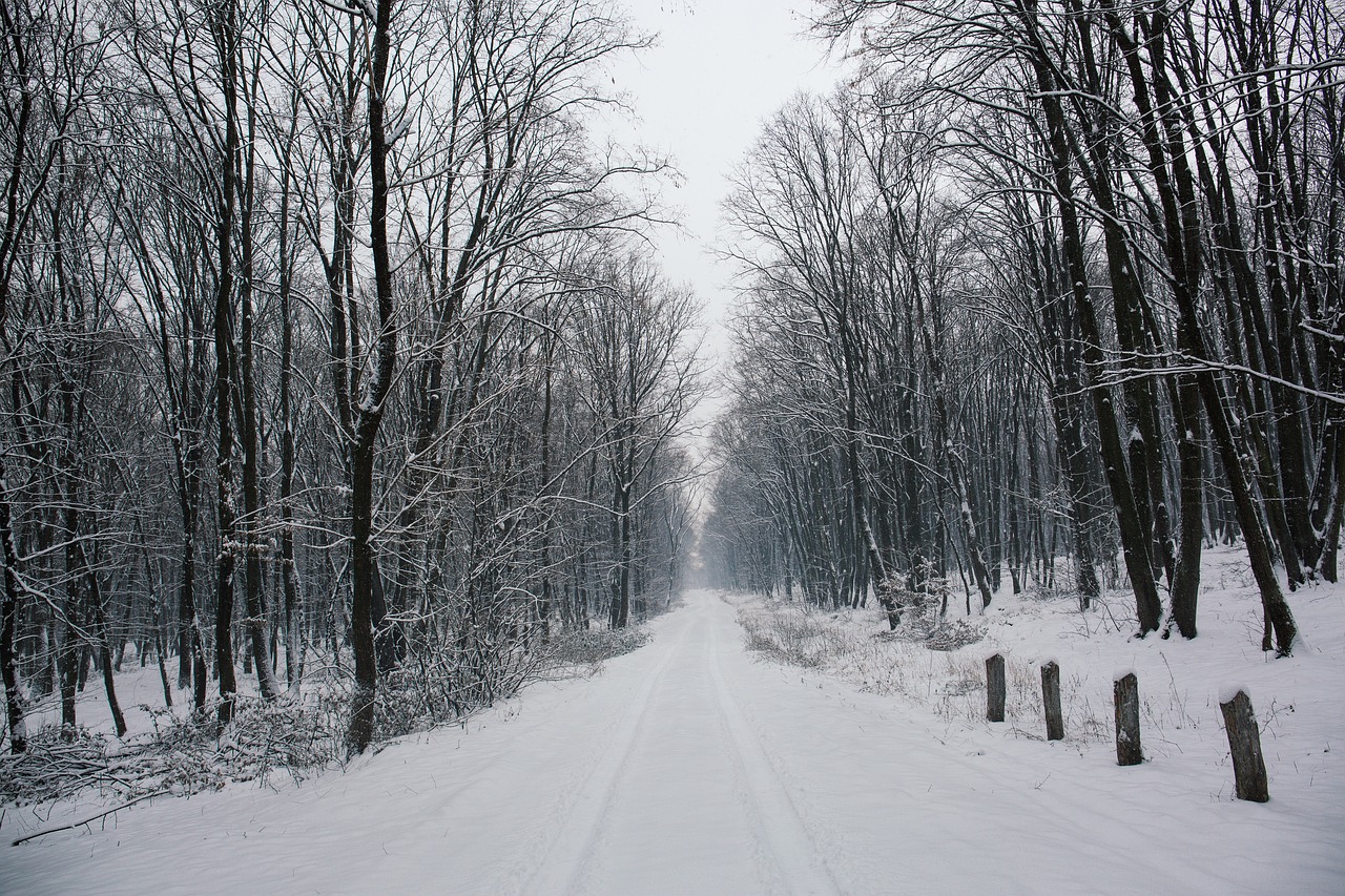 road path tree free photo