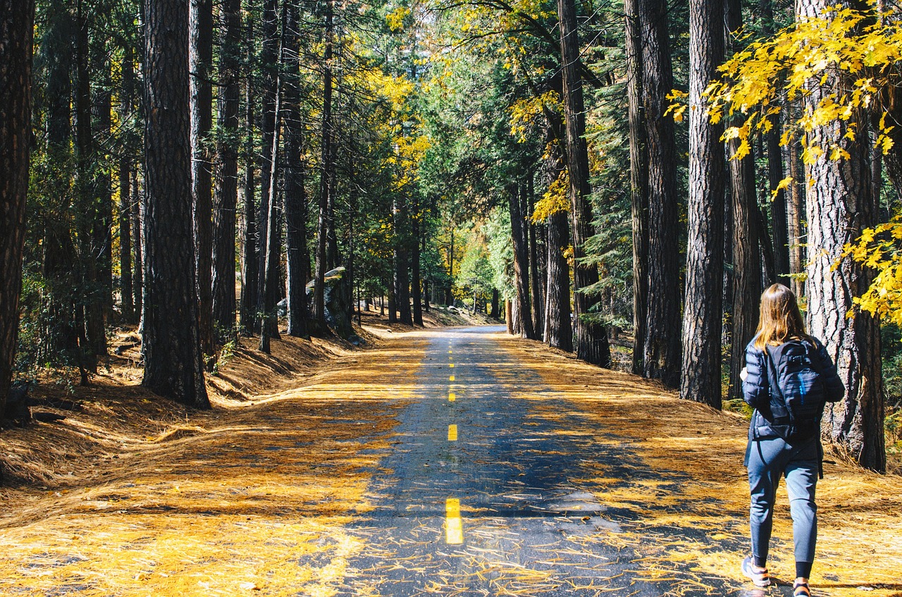 road tree plant free photo