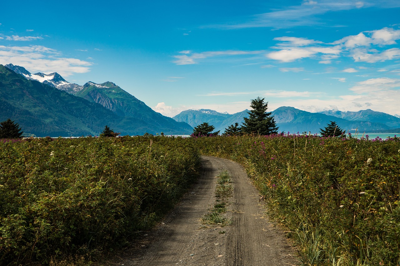 road path green free photo