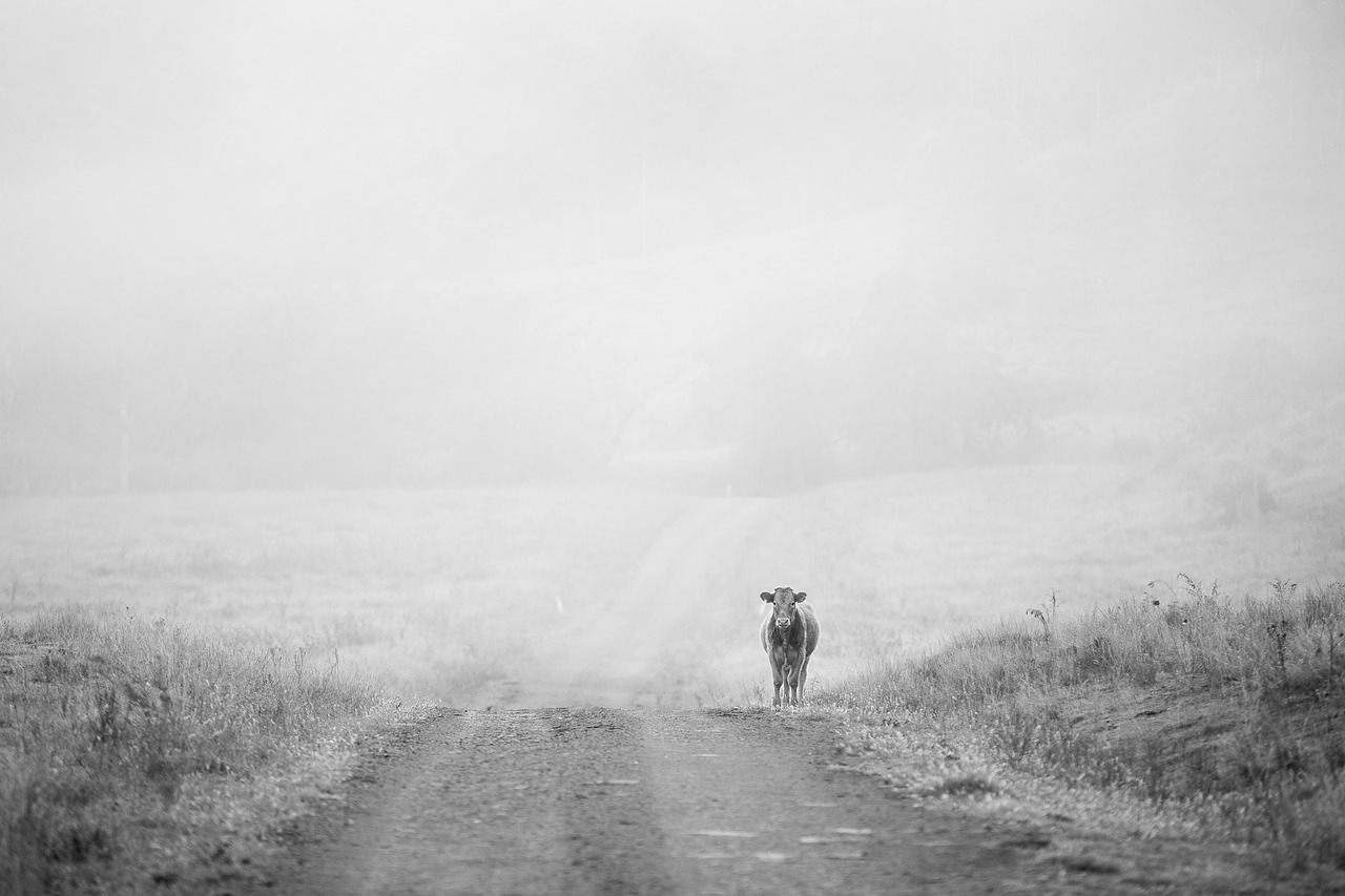 road grass cow free photo