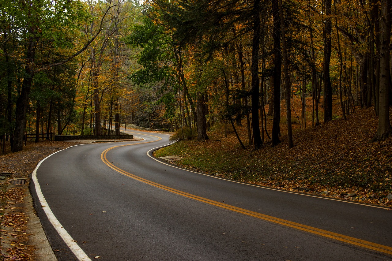 road path trees free photo