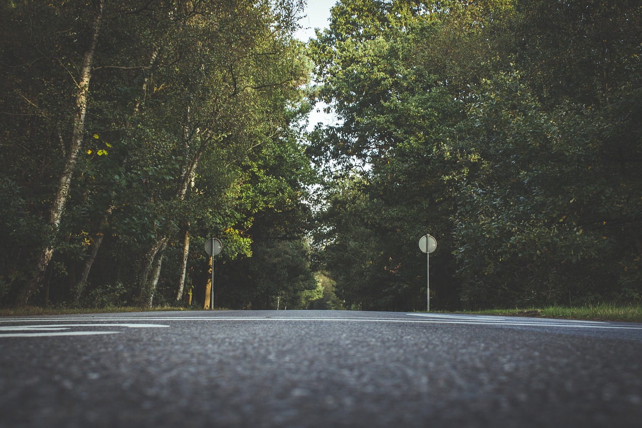 road trees nature free photo