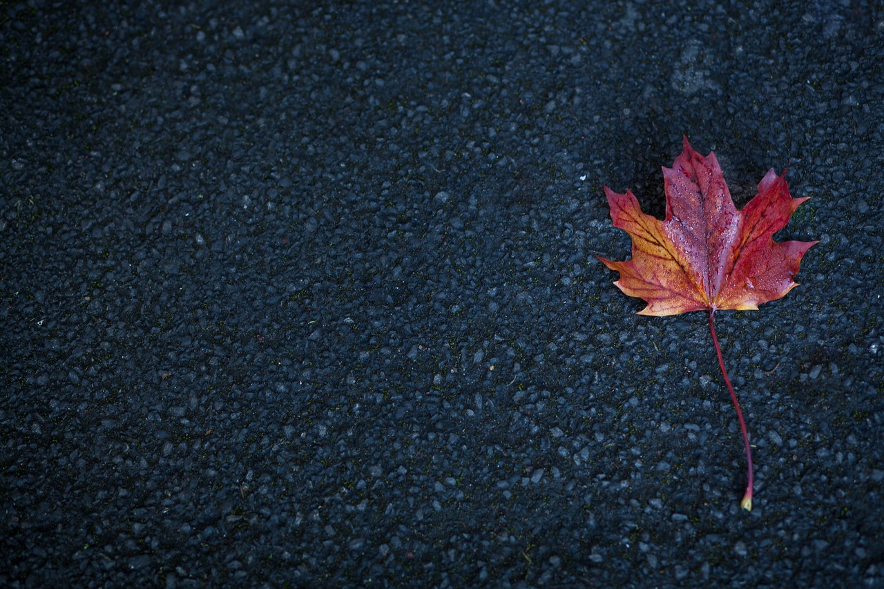 road leaf autumn free photo