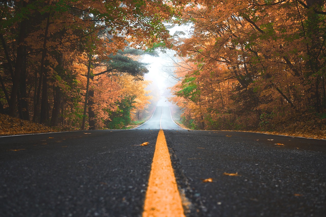 road path leaves free photo