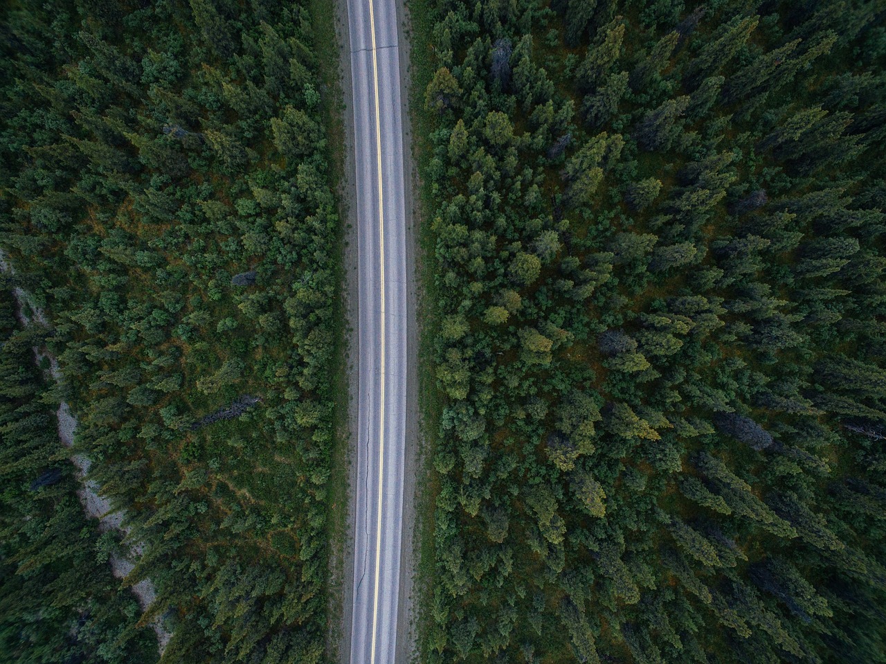 road trees forest free photo