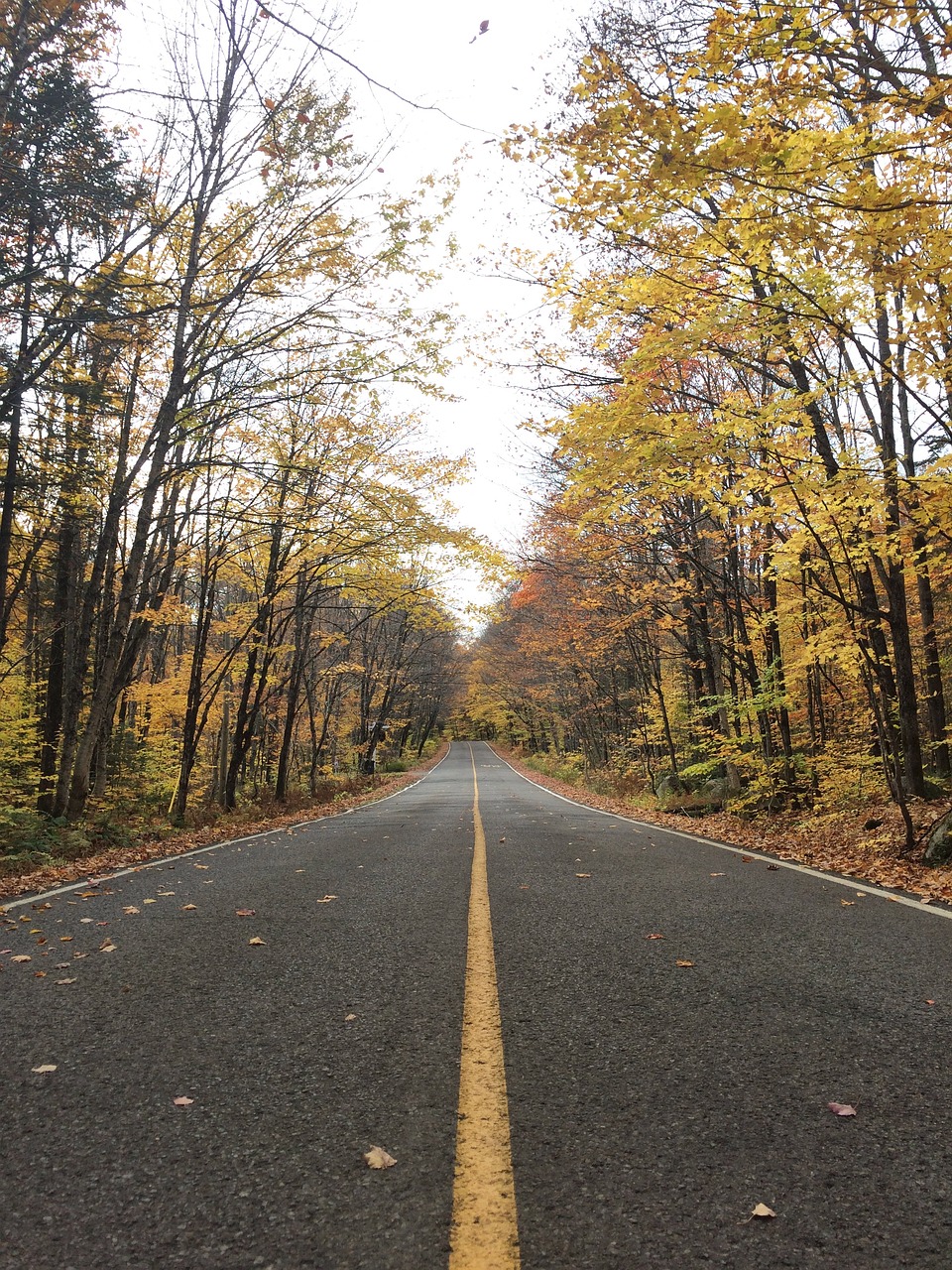 road fall tree free photo