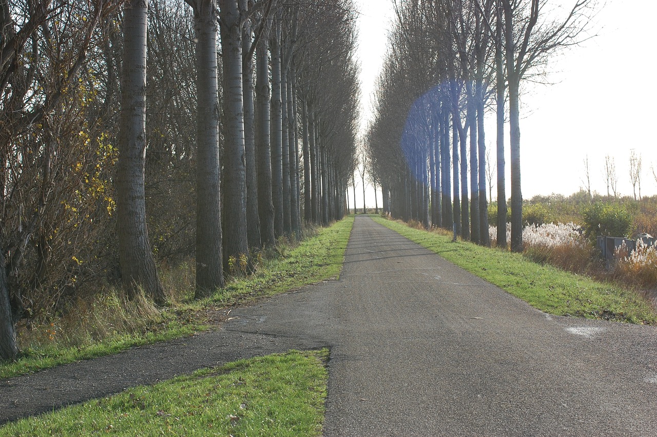 road trees row free photo