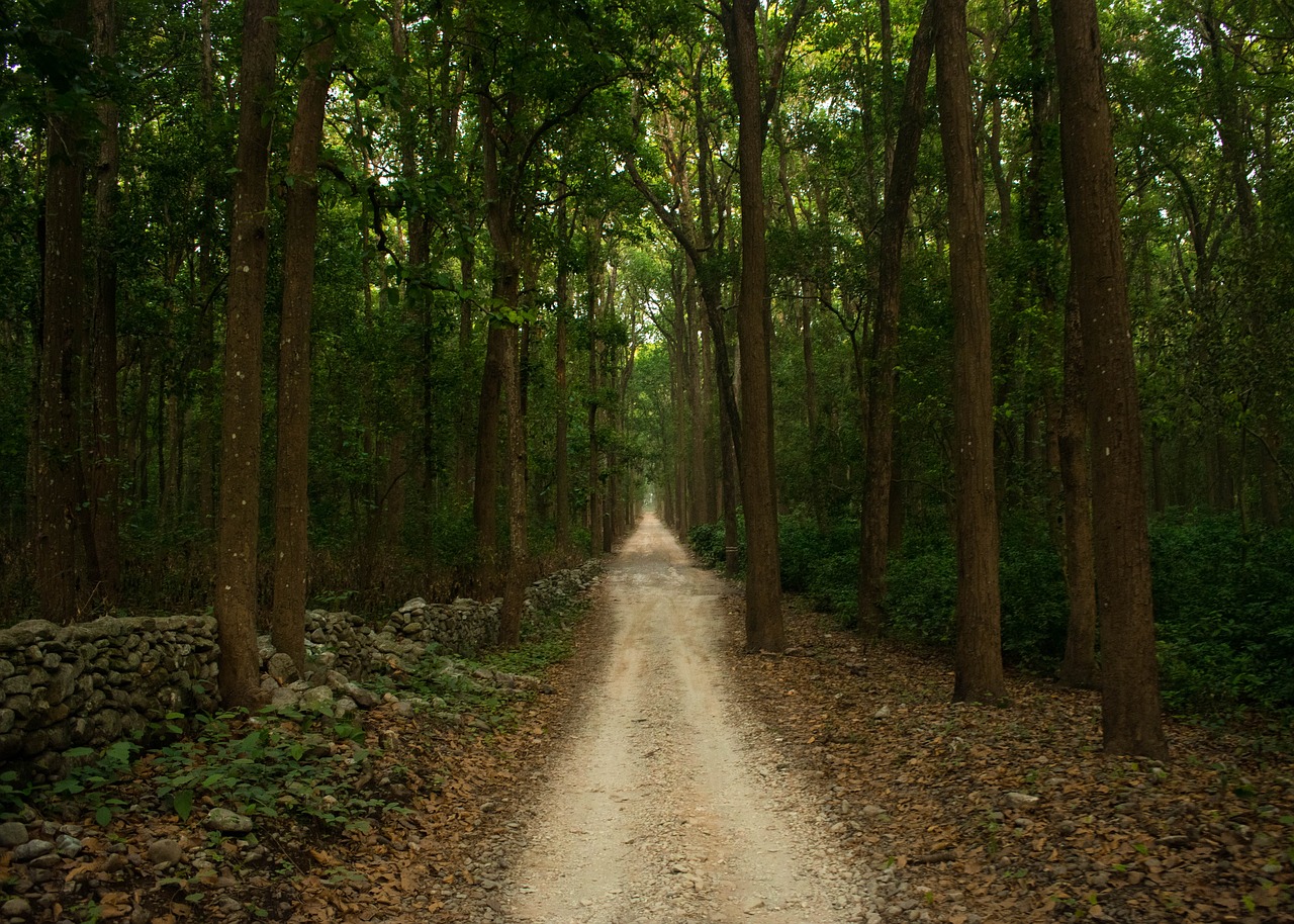 road forest safari free photo