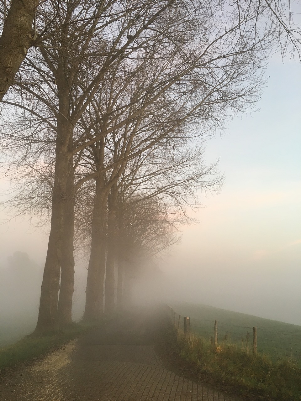 road foggy trees free photo