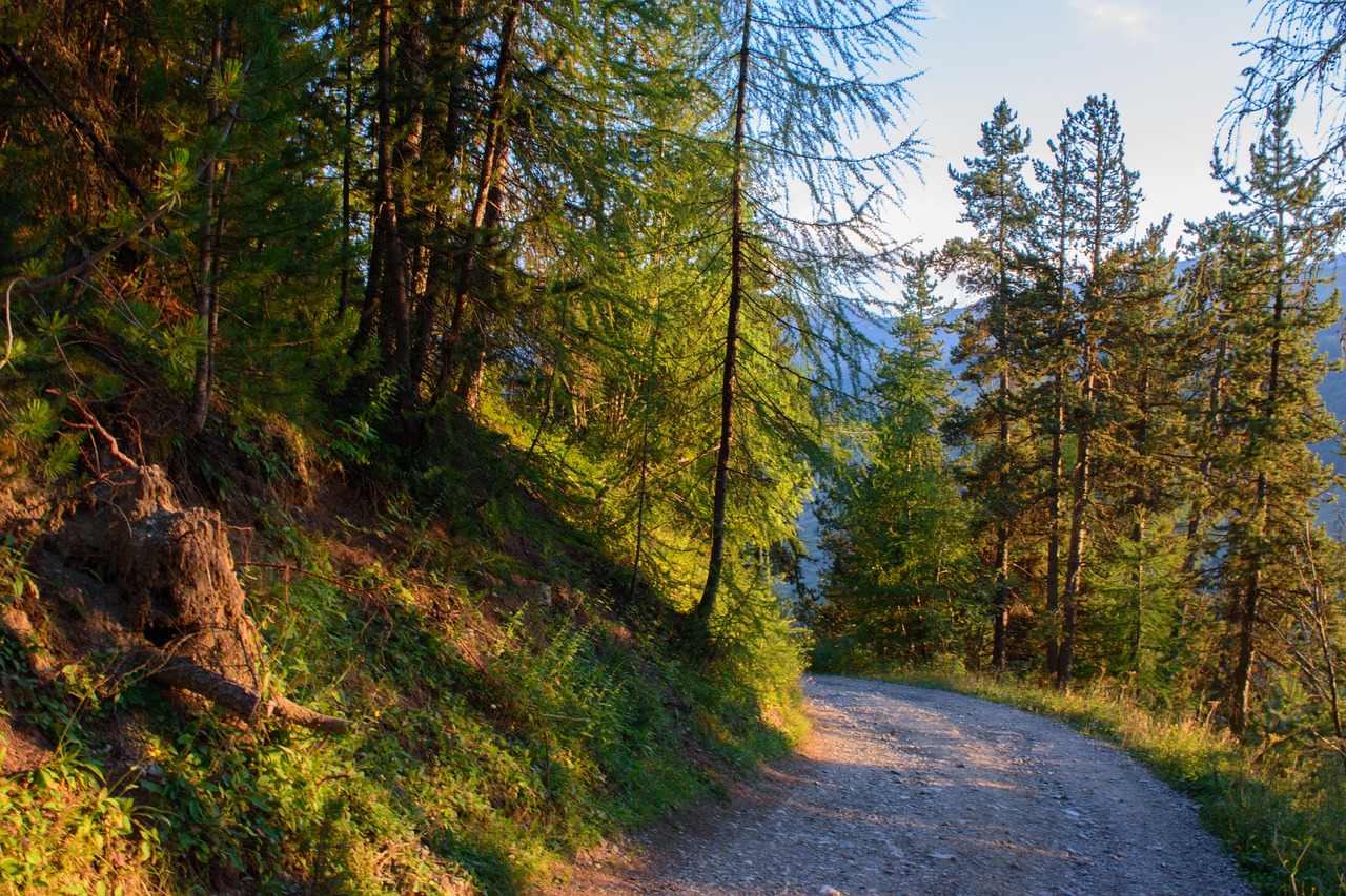 road mountain fir free photo