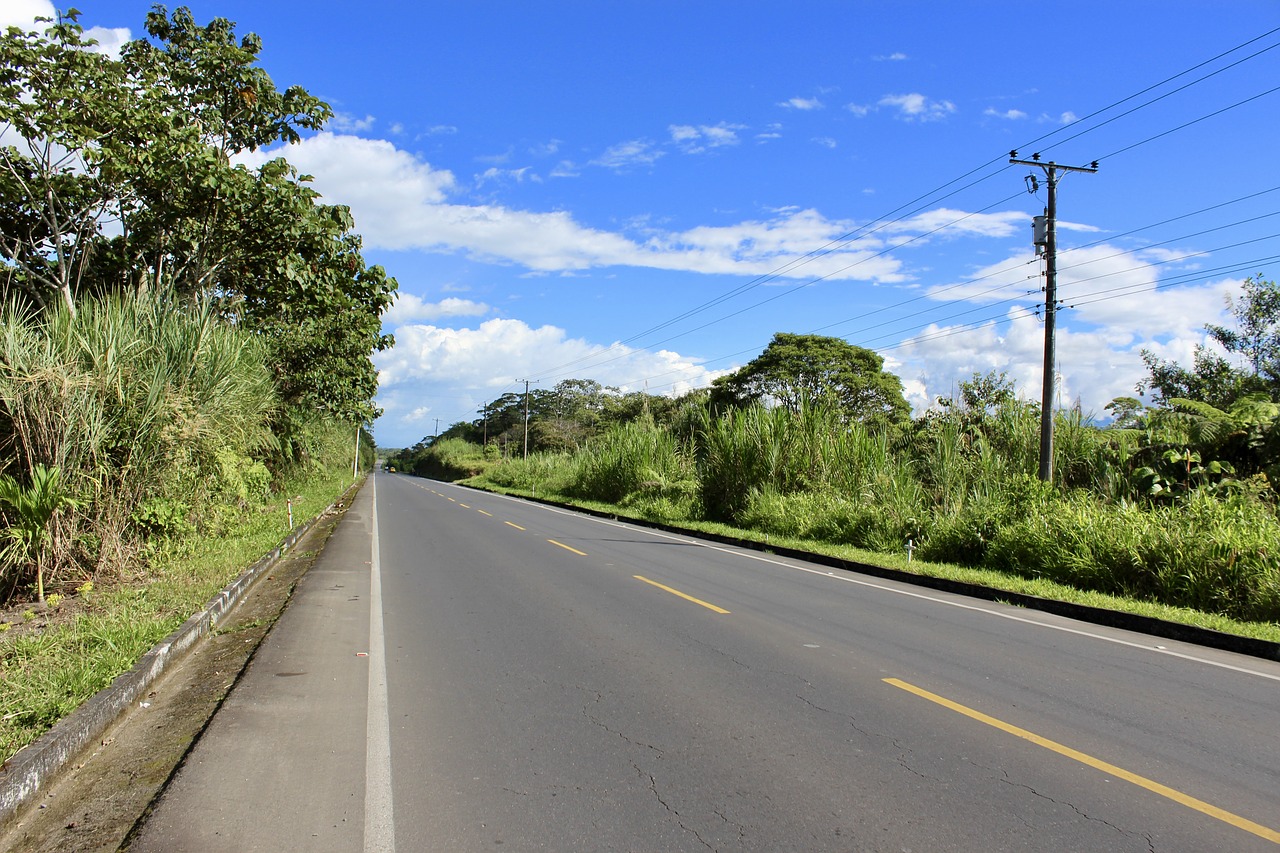 road rainforest tropical free photo