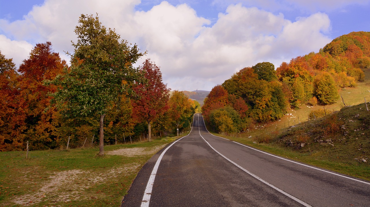 road trees autumn free photo