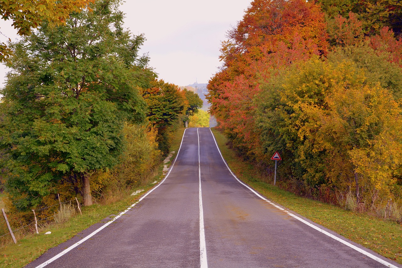 road trees autumn free photo