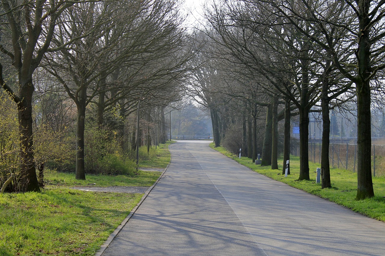 road avenue trees free photo