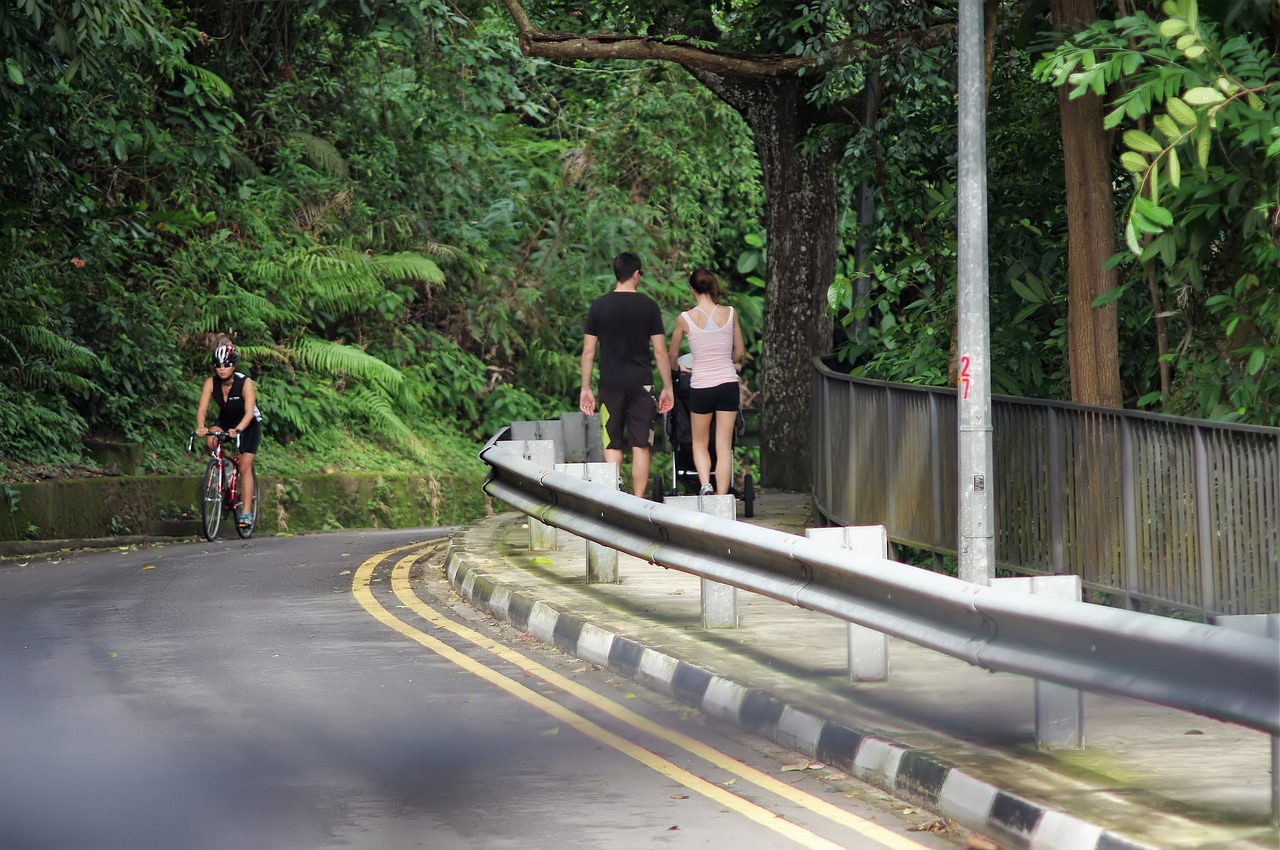 road tree transportation system free photo