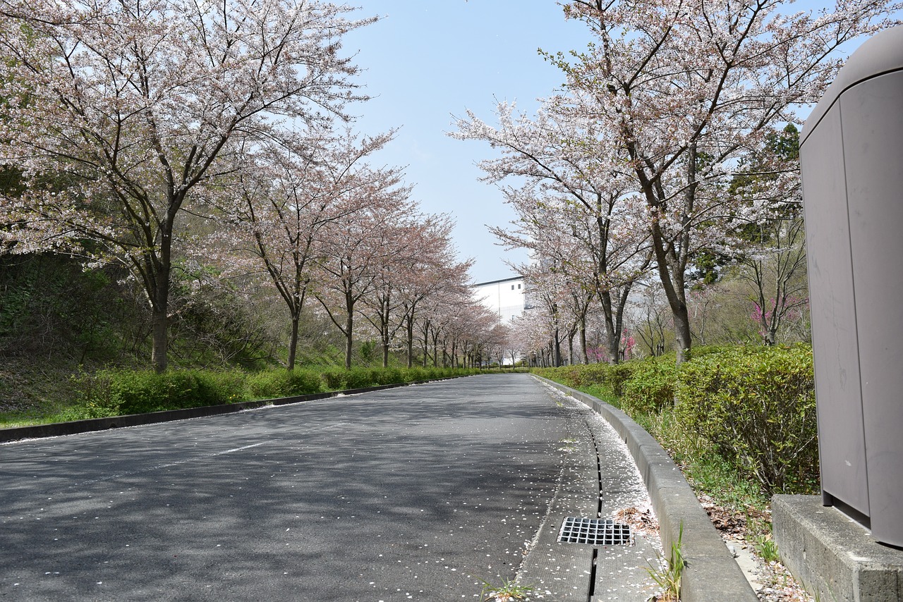 road  tree  nature free photo