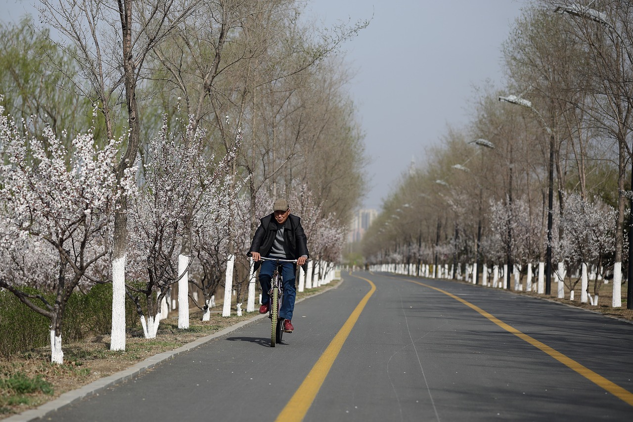 road  tree  lane free photo