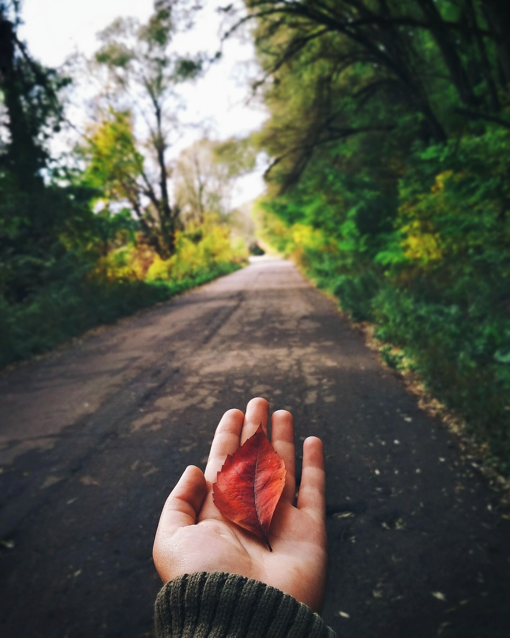 road  nature  outdoors free photo