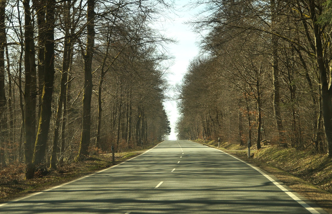 road  cold season  tree free photo