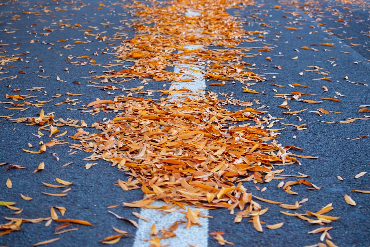 road  autumn  fall free photo