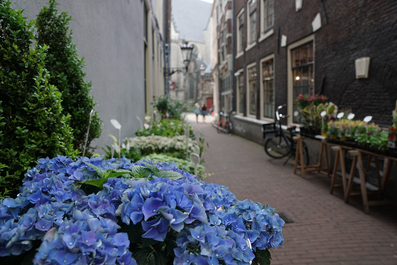 road  amsterdam  flowers free photo