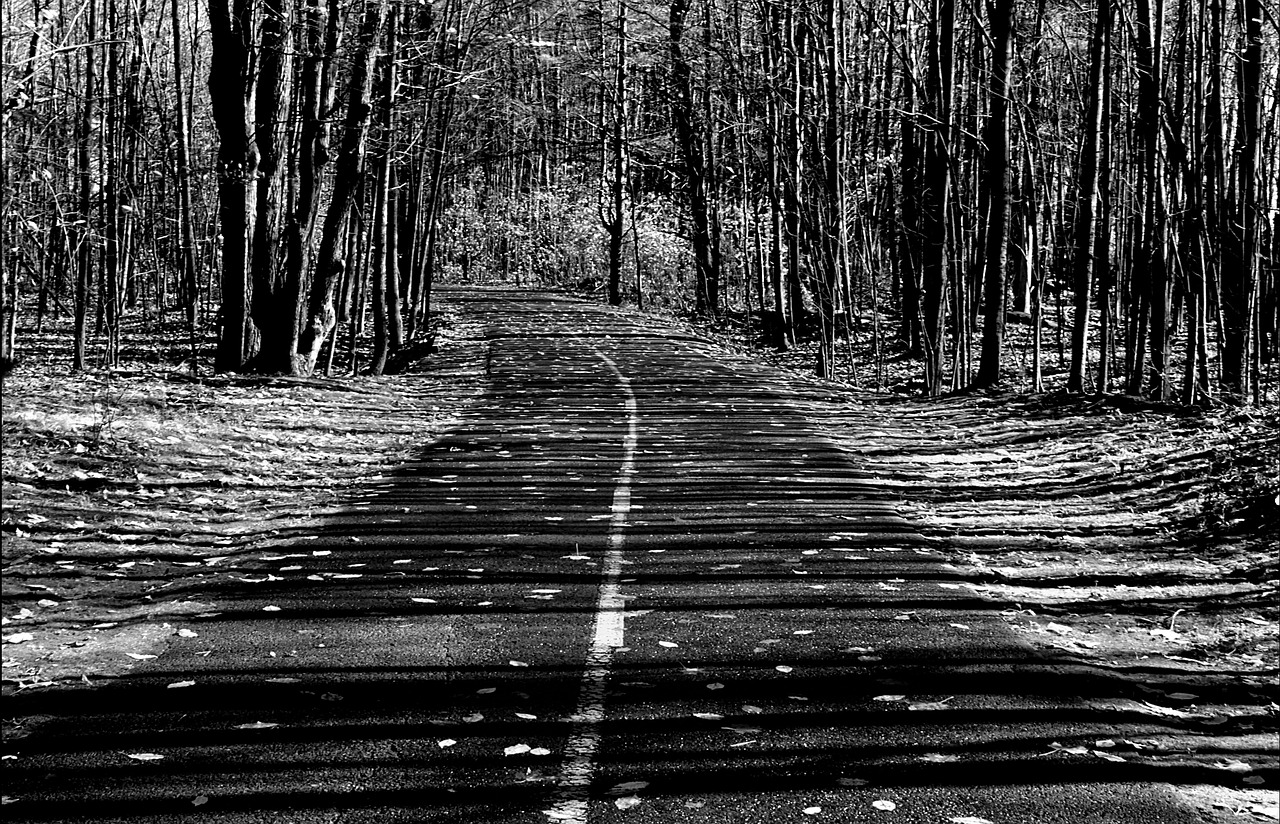 road  trees  nature free photo