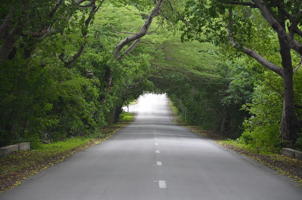 road  tree  green free photo